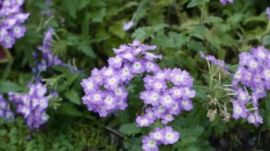 Arka plan için çiçek açan güzel çiçeklerin yakın plan görüntüleri.