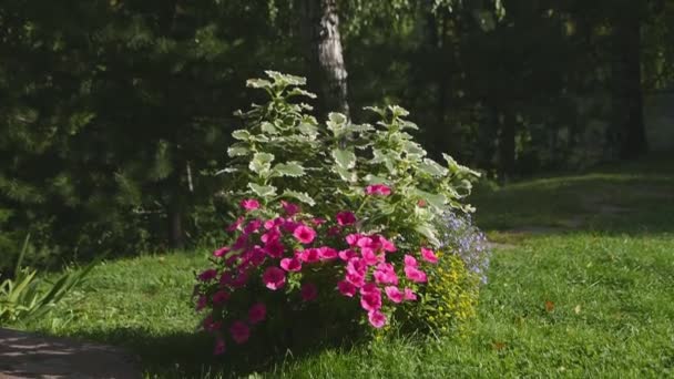 Крупним Планом Кадри Красивих Квітів Фону — стокове відео
