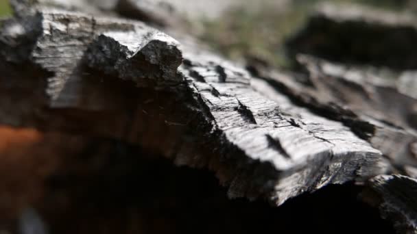 Zbliżenia Materiału Filmowego Starej Strukturze Kory Drzewa — Wideo stockowe