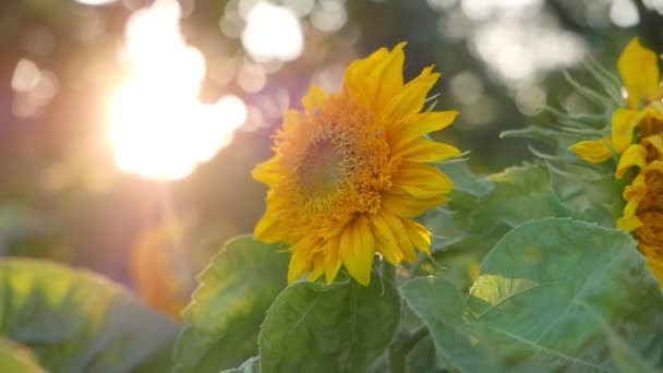 背景的美丽花朵的特写镜头 — 图库视频影像