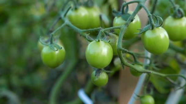 plans rapprochés de tomates vertes mûrissant sur une branche 
