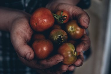 Çiftçinin elinde taze ve olgun kiraz domates