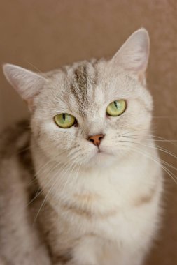 Güzel gri kedi portresi. İskoç hetero kedi.