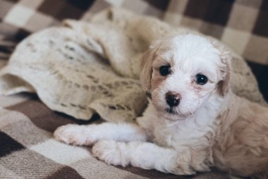 Çin armalı pudra pudrası köpeği kanepede yatıyor.