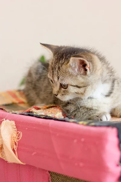 Όμορφο χαριτωμένο γατάκι κάθεται σε ένα χρωματιστό κουτί — Φωτογραφία Αρχείου