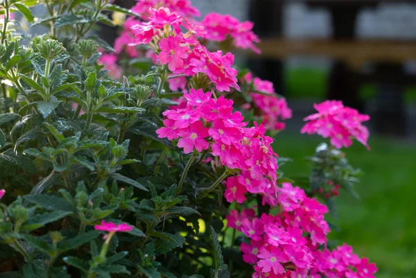 Schöne Blumen in einem Sommergarten am Morgen — Stockfoto