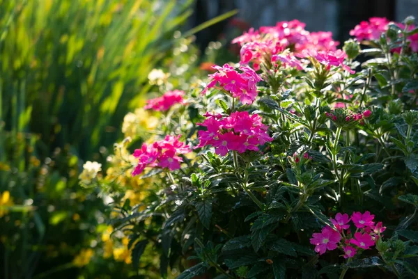 Hermosas flores en un jardín de verano por la mañana — Foto de Stock