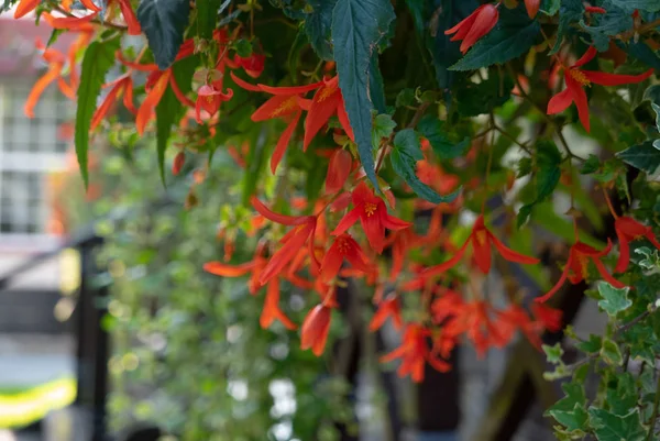 Vackra röda eller orange blommor i en sommarträdgård — Stockfoto