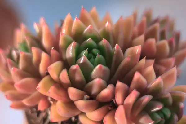 Beautiful pink and orange succulent in a clay pot as home plant. — Stock Photo, Image