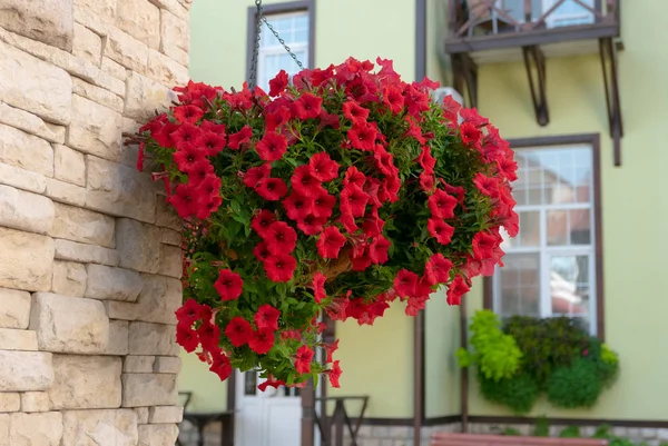 Hermosas petunias rojas en una pared de casa de campo — Foto de Stock