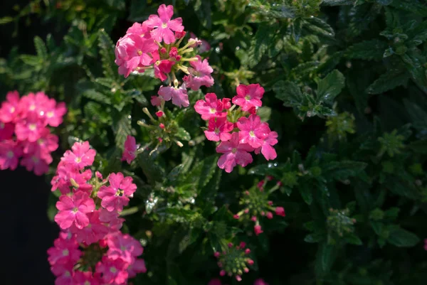 Schöne Blumen in einem Sommergarten am Morgen — Stockfoto