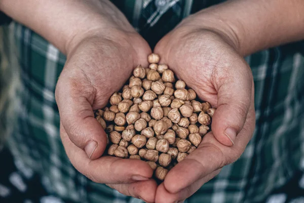 农民手中的天然鹰嘴豆 — 图库照片