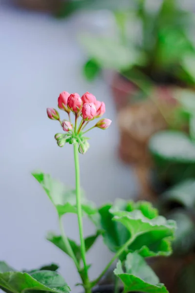 Roze geranium aka pelargonium op venster als thuis plant. — Stockfoto