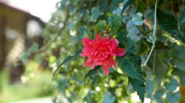 Arka plan için çiçek açan güzel çiçeklerin yakın plan görüntüleri.