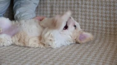 Güzel küçük bizon yavrusunun yakın çekim görüntüleri.