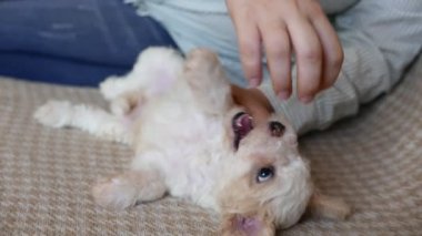 Güzel bir bizon yavrusuyla oynayan kadının yakın çekim görüntüleri.