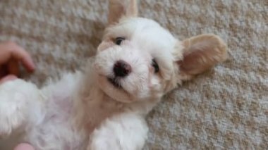 Güzel küçük bizon yavrusunun yakın çekim görüntüleri.