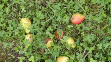 Yerde duran olgun armutların yakın plan görüntüleri.