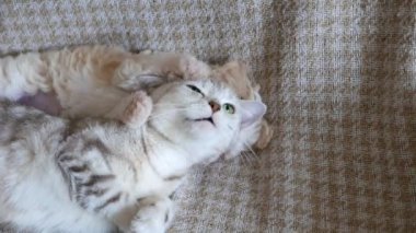 Sevimli bizon yavrusu ve yavru kedinin kanepede oynadığı görüntüler.