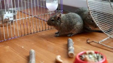 Sevimli gerbil 'in yakın plan görüntüleri.)