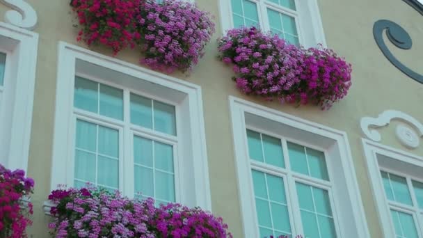 Imagens Close Belas Flores Florescentes Para Fundo — Vídeo de Stock