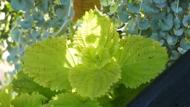 Close Scenic Footage Green Leaves Natural Background — Stock Video