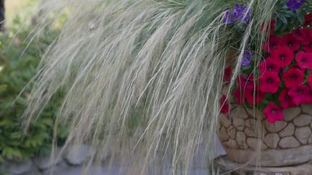 Közeli Festői Felvétel Növényekről Kertben Természetes Háttérrel — Stock videók