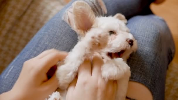 美しい小さなビションの子犬のクローズアップ映像 — ストック動画