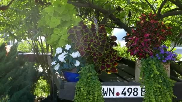 Primer Plano Imágenes Escénicas Plantas Jardín Para Fondo Natural — Vídeo de stock