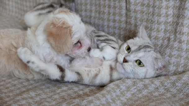 Material Archivo Adorable Bichon Cachorro Gatito Jugando Sofá — Vídeos de Stock