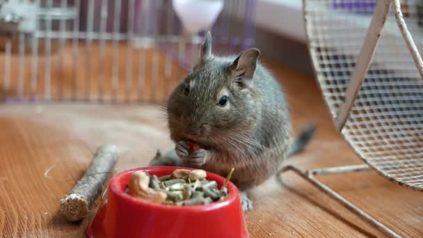 Close Footage Adorable Gerbil Desert Rat Eating Dry Food — Stock Video