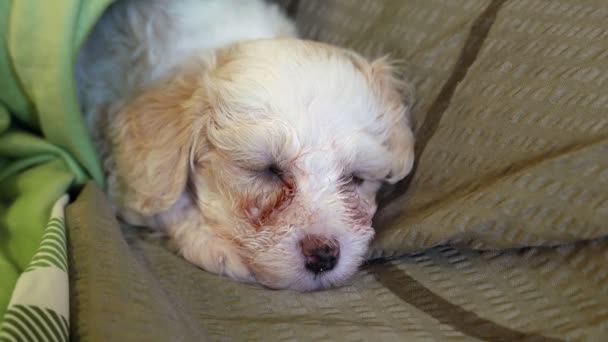 Close Beelden Van Mooie Kleine Bichon Puppy — Stockvideo