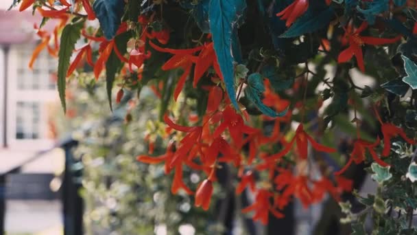 Közeli Felvétel Gyönyörű Virágzó Virágok Háttérben — Stock videók