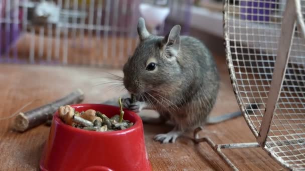 Close Footage Adorable Gerbil Desert Rat Eating Dry Food — Stock Video