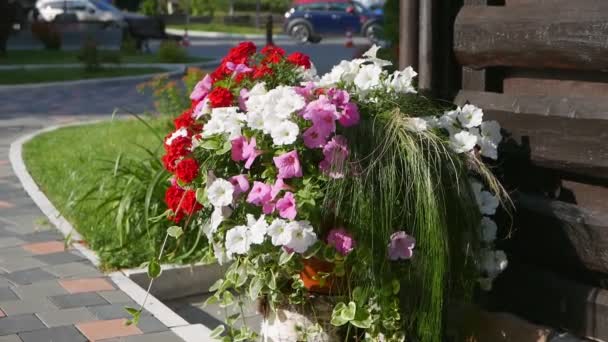 Primer Plano Imágenes Hermosas Flores Flor Para Fondo — Vídeo de stock