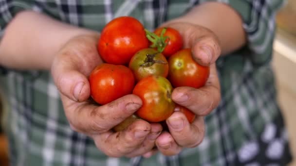 Imágenes Primer Plano Del Hombre Sosteniendo Tomates Maduros — Vídeo de stock