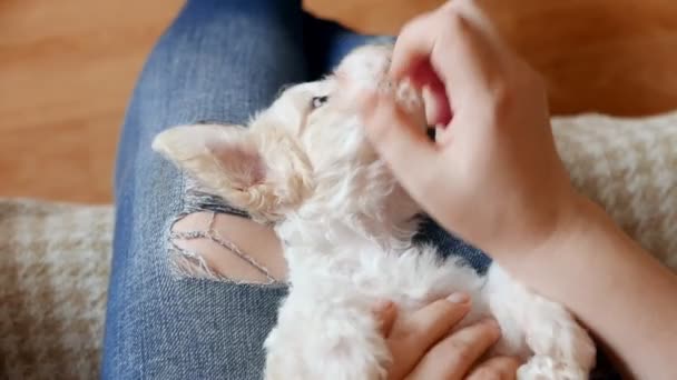 Material Primer Plano Niña Jugando Con Cachorro Bichon Casa — Vídeos de Stock