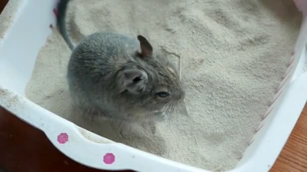 Nahaufnahmen Von Entzückenden Gerbil Wüstenratte Beim Waschen Sand — Stockvideo