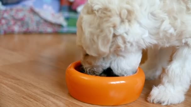 Close Footage Beautiful Little Bichon Puppy — Stock Video