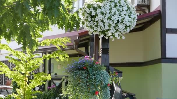 Imagens Close Belas Flores Florescentes Para Fundo — Vídeo de Stock