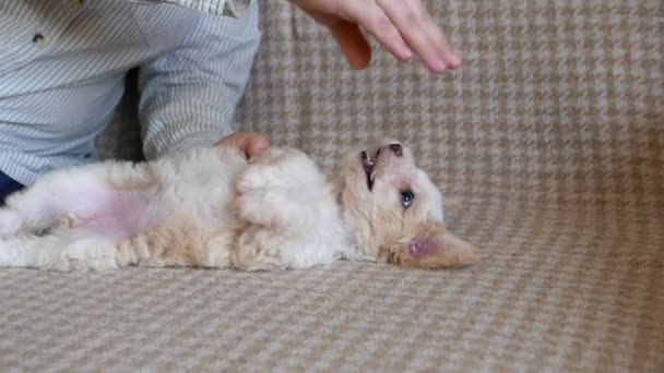 Close Footage Woman Playing Beautiful Little Bichon Puppy — Stock Video