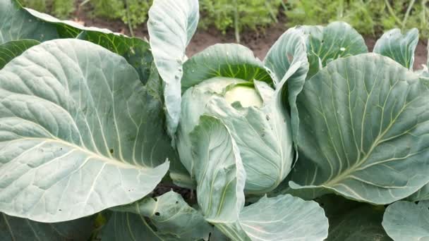 Nahaufnahmen Von Reifem Kohl Der Garten Wächst — Stockvideo