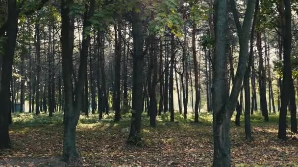 séquences panoramiques de la forêt pour le fond naturel 