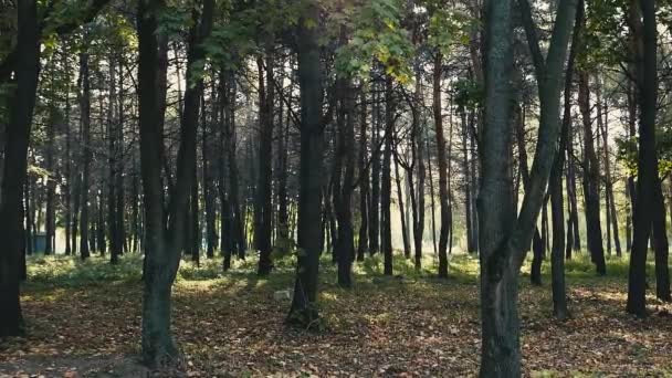 自然背景森林的风景镜头 — 图库视频影像