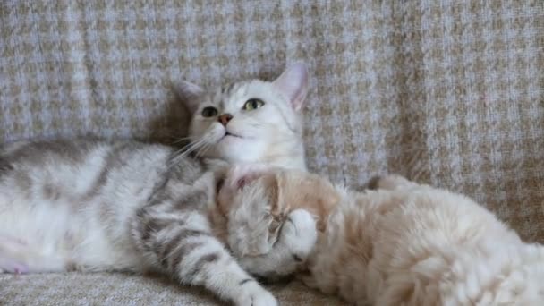 Material Archivo Adorable Bichon Cachorro Gatito Jugando Sofá — Vídeos de Stock