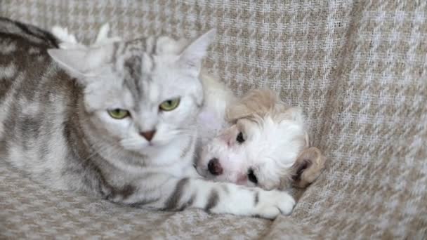 可爱的比雄小狗和小猫在沙发上玩耍的镜头 — 图库视频影像