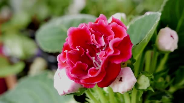 Primer Plano Imágenes Hermosas Flores Flor Para Fondo — Vídeos de Stock