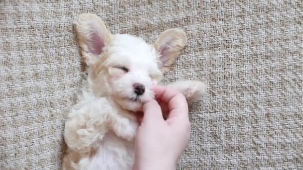 Nahaufnahmen Von Schönen Kleinen Bichon Welpen — Stockvideo