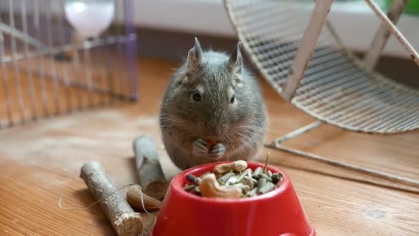 Plan Rapproché Adorable Gerbille Rat Désert Mangeant Nourriture Sèche — Video