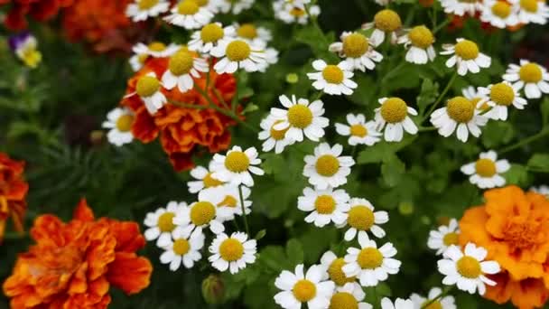 Primer Plano Imágenes Hermosas Flores Flor Para Fondo — Vídeo de stock